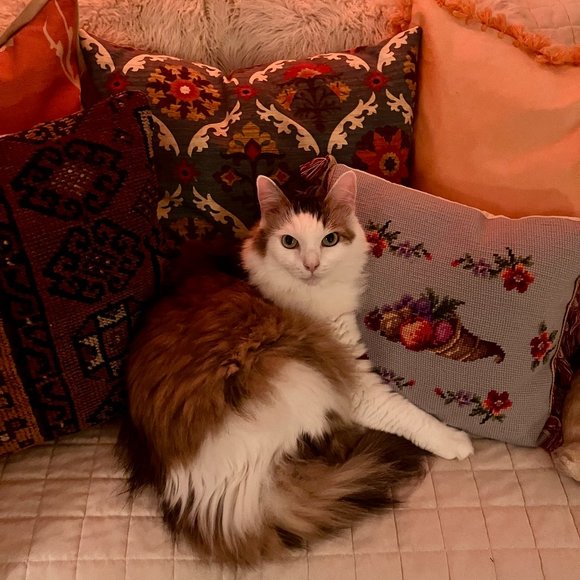 Meet The Posher Kristin - Picture 5 of 7